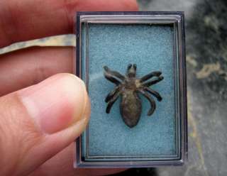 Malaya) Small Spider (Labah Labah) Tin Money/Token 18th Century Ext 