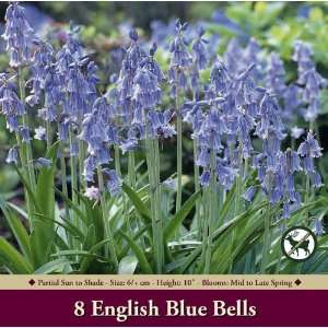  English Bluebells Patio, Lawn & Garden