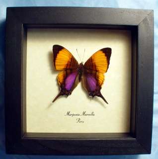 STUNNING PURPLE ORANGE MARPESIA PERU REAL BUTTERFLY 300  