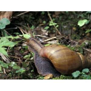 Giant African Land Snail, Gombe National Park, Tanzania Photographic 