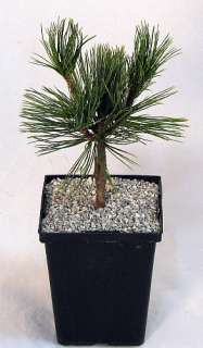Weston Elf White Pine   Pinus strobus   Outdoors or Bonsai   4 pot 