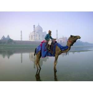  Camel by the Yamuna River with the Taj Mahal Behind, Agra 