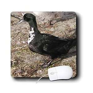  Jackie Popp Nature N Wildlife ducks   Black Duck   Mouse 